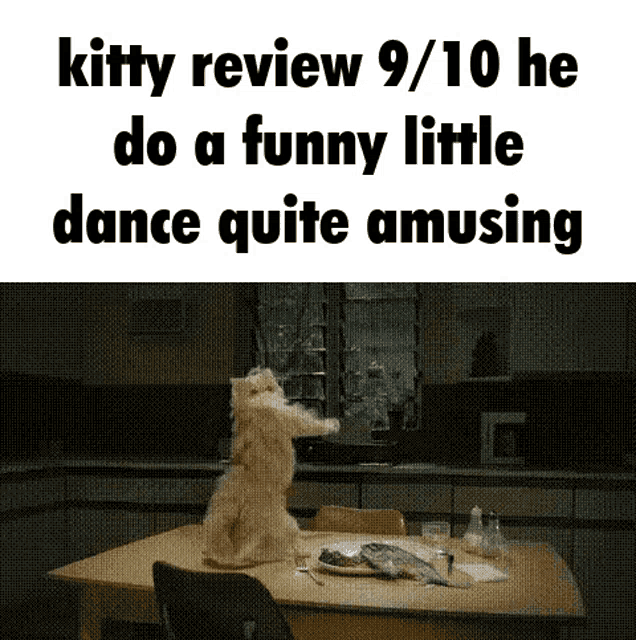 Kitty Review Kitty GIF - Kitty Review Kitty Cat Review GIFs