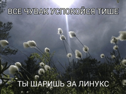 a picture of a field of flowers with a foreign language caption