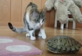 Cats Turtle GIF - Cats Turtle Animals GIFs