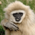 a close up of a gibbon sitting in the grass looking at the camera