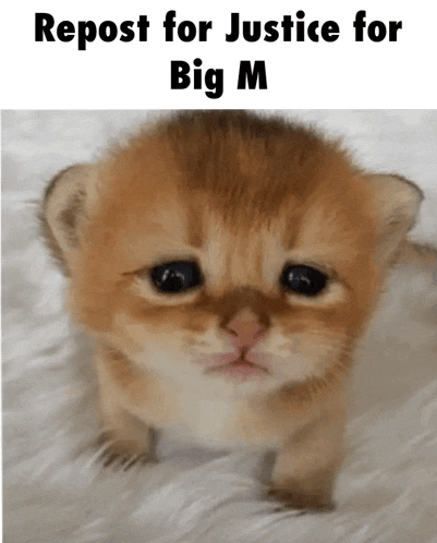 a picture of a kitten with the words repost for justice for big m on the bottom