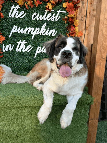 a brown and white dog laying in front of a sign that says the cutest pumpkin in the pug
