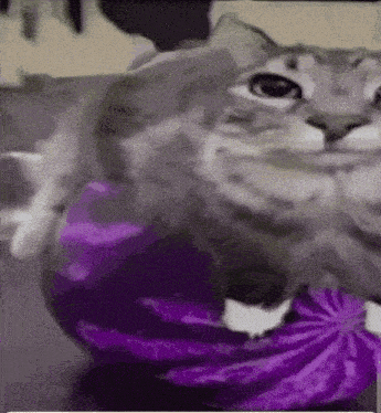 Watermelon Cat Dingoller GIF - Watermelon Cat Dingoller Bungus Moot GIFs