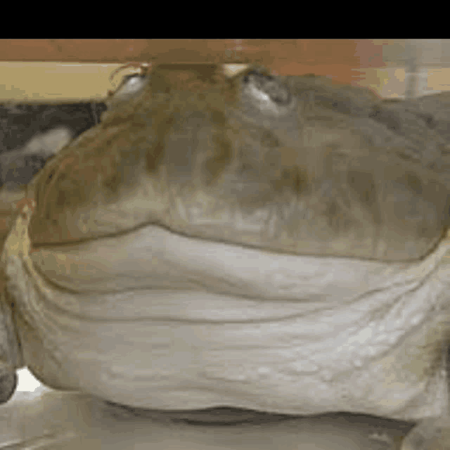 a large frog is sitting under a table .
