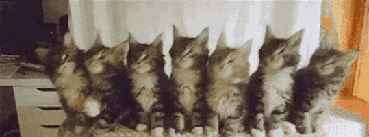 a bunch of kittens are sitting in a row on a bed .