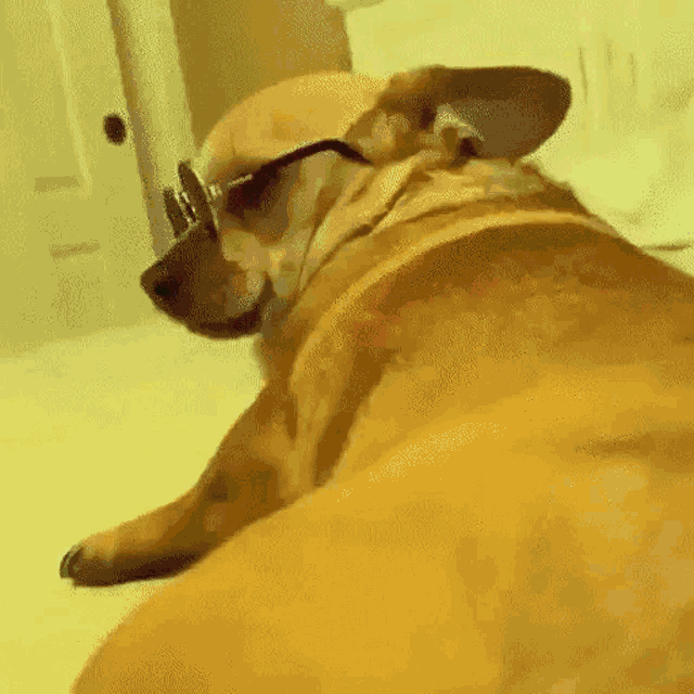 a dog wearing sunglasses is laying down on the floor