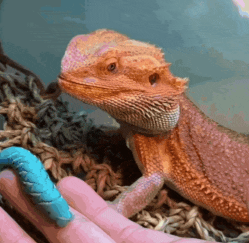 a lizard is being held in a person 's hand with a blue caterpillar