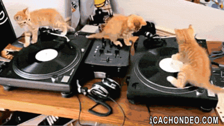 Meow GIF - Cat Cats Mix GIFs