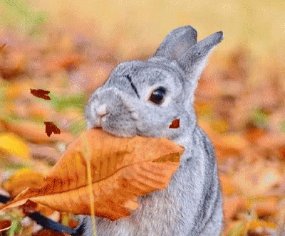 Bunny Happy October GIF - Bunny Happy October Autumn GIFs