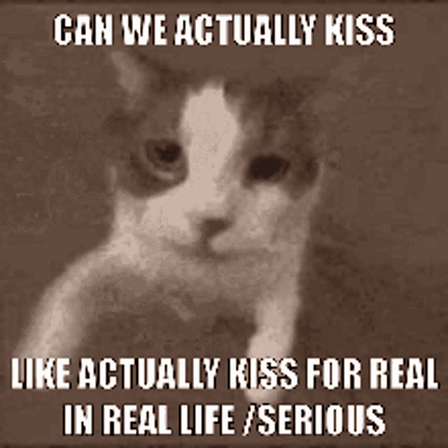 a picture of a cat with the words can we actually kiss like actually kiss for real in real life serious