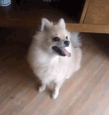 a small white dog with its tongue hanging out is sitting on a wooden floor