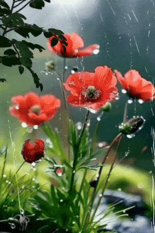 a painting of red flowers in the rain with water drops on them