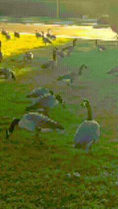 a flock of geese are standing in the grass