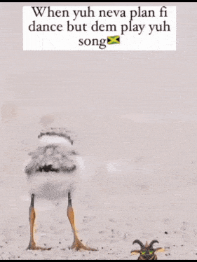 a picture of a bird with a caption that says when yuh neva plan fi dance but dem play yuh song