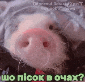 a close up of a pig 's nose with the words " wo picok b ochax " in green letters