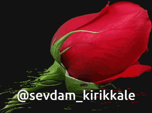 a close up of a red rose with the words sevdam kirikkale below it