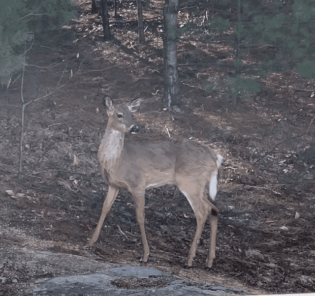 a deer standing on a rock in the woods looking at the camera