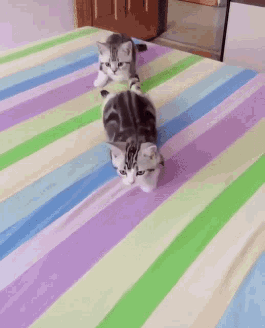 Cats Sneaky GIF - Cats Sneaky Creep GIFs