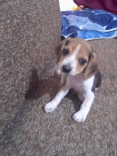 Dog Puppy GIF - Dog Puppy Beagle GIFs