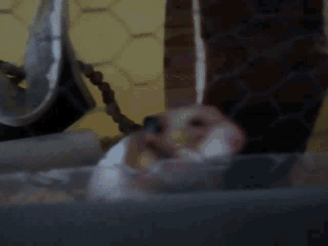 Hamster Muffin GIF - Hamster Muffin Cute GIFs