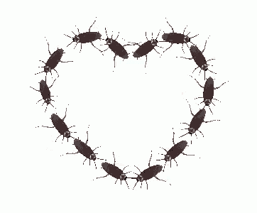 a heart made out of cockroaches on a white background .
