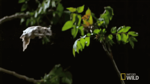 Jumping The Cutest Flying Rodent GIF - Jumping The Cutest Flying Rodent Super Squirrel GIFs