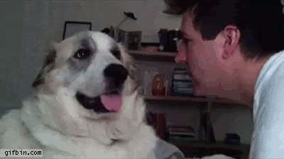 Funny Dog GIF - Funny Dog Bitch Slap GIFs