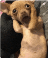 a small brown dog is laying down with its mouth open and looking at the camera .