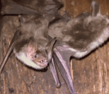 a couple of bats are sitting on a wooden surface .