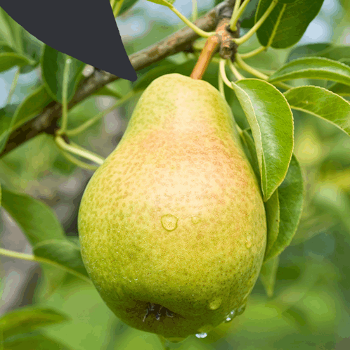 Pear Pearsaidthat GIF - Pear Pearsaidthat Chat Na GIFs