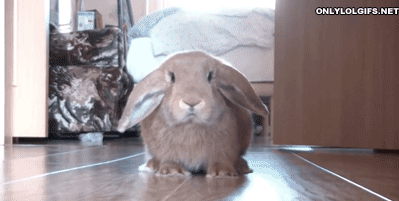 Bunny Makes A Quick Escape GIF - Bunny Cute Imissyou GIFs
