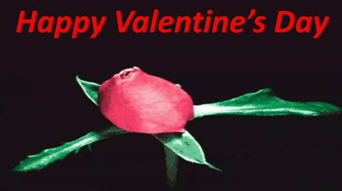 a pink rose with the words happy valentine 's day written above it