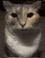 a close up of a cat 's face with a blurred background .