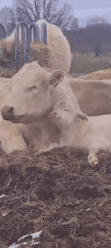 a cow and a calf are laying in the dirt