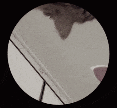 a close up of a cat 's head in a circle with the letters a and e visible