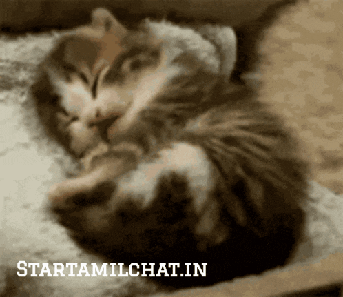 a cat is sleeping on a blanket with the words startamilchat.in written below it