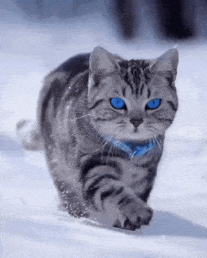 a gray cat with blue eyes is running in the snow