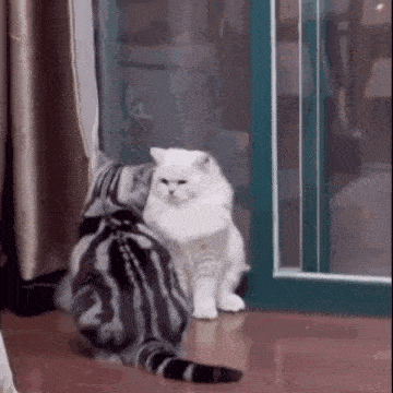 two cats are standing next to each other and looking at each other .