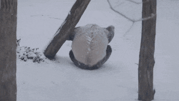 a panda bear is rolling in the snow in a zoo enclosure .
