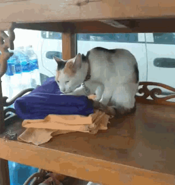 a calico cat laying on a stack of clothes on a shelf