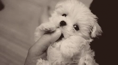 Puppy Cute GIF - Puppy Cute Bite GIFs
