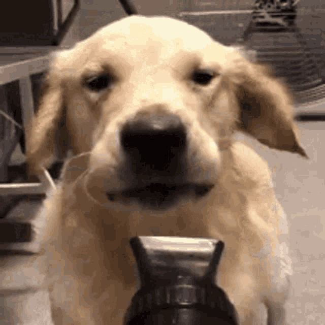 Blower Dog GIF - Blower Dog GIFs