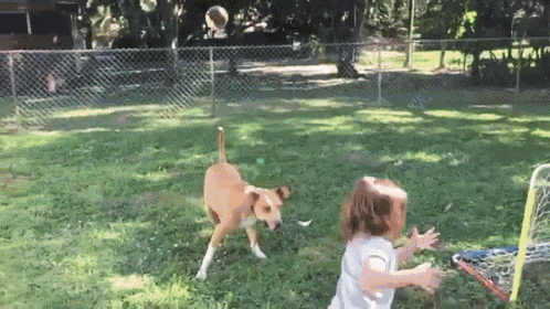 It Was At This Moment She Knew She Fucked Up GIF - Dog Slo Mo Fail GIFs