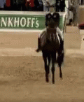 Horse Running GIF - Horse Running Jockey GIFs