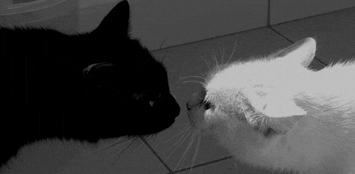 a black and white photo of two cats sniffing each other on a tiled floor .