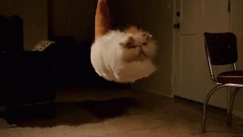 Cat Funny GIF - Cat Funny Fly GIFs