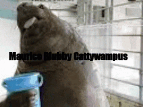 Blubby Maurice GIF - Blubby Maurice Cattywampus GIFs