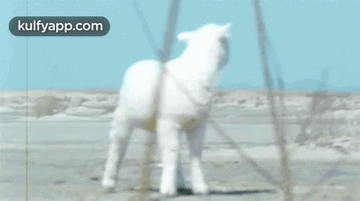 Baby Sheep.Gif GIF - Baby Sheep Eid Al-adha Eid Al Adha GIFs