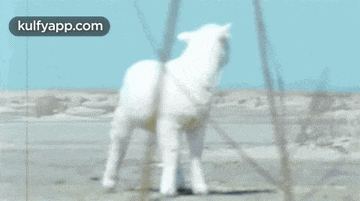 a white sheep is standing on a sandy beach with a kulfyapp.com logo in the corner