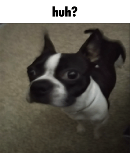 Huh Dog GIF - Huh Dog Funny GIFs